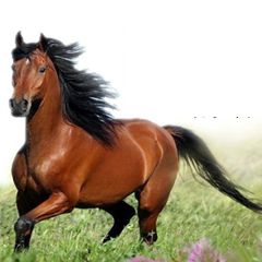 „Bėk bėk, žirgeli!“