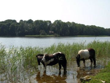 Nevėžos ežeras